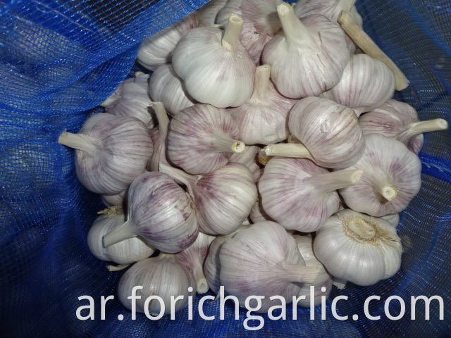 Normal White Garlic Best Quality